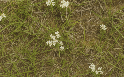 Algeng mistök við val á torfi – og hvernig þú forðast þau